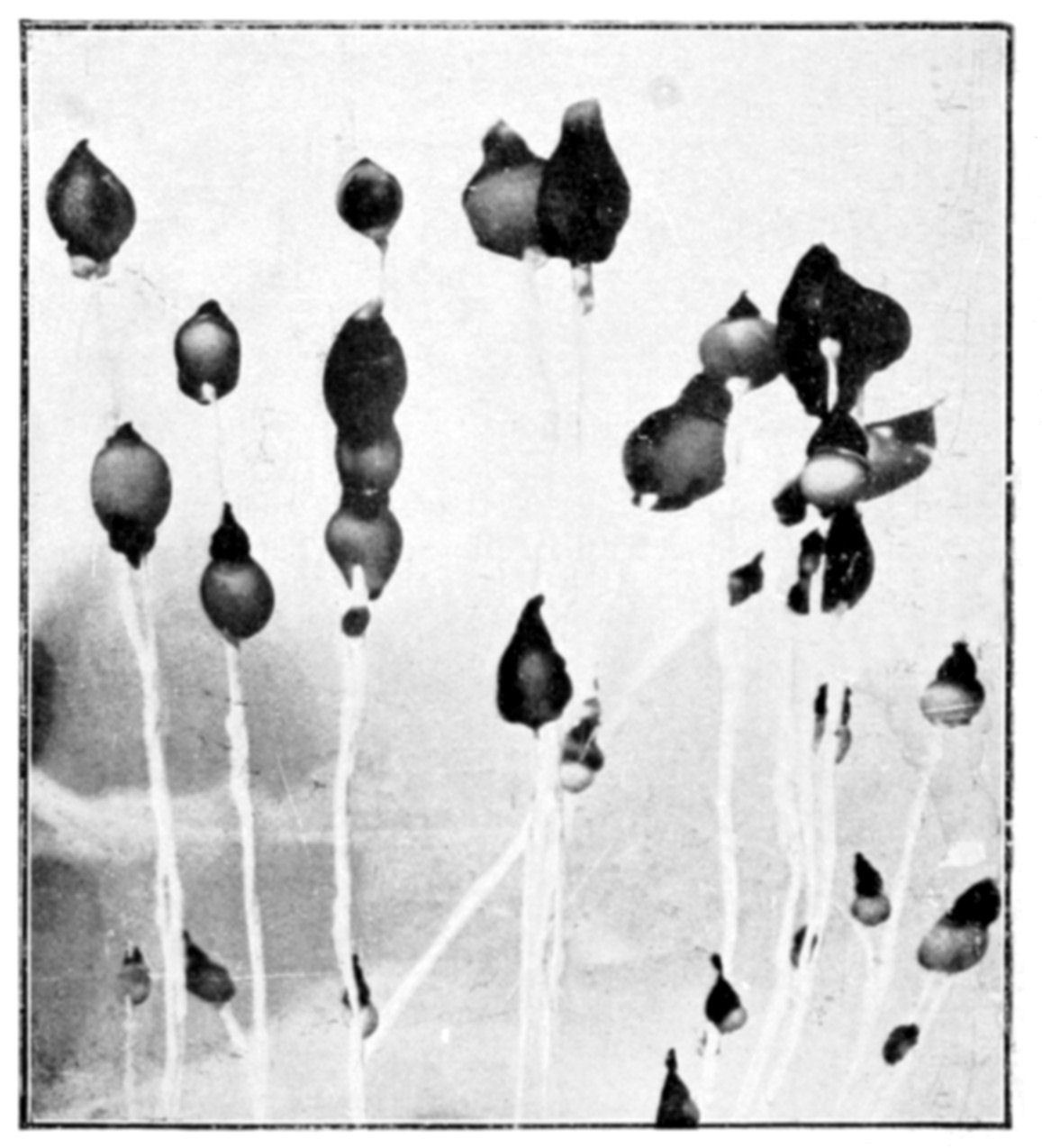 Fig. 48.