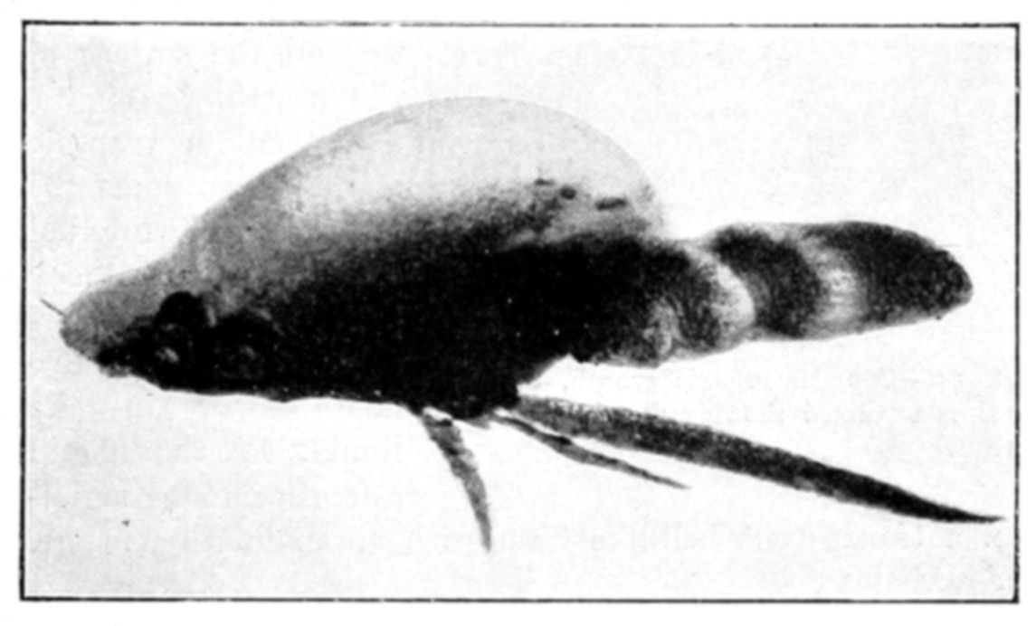 Fig. 53.