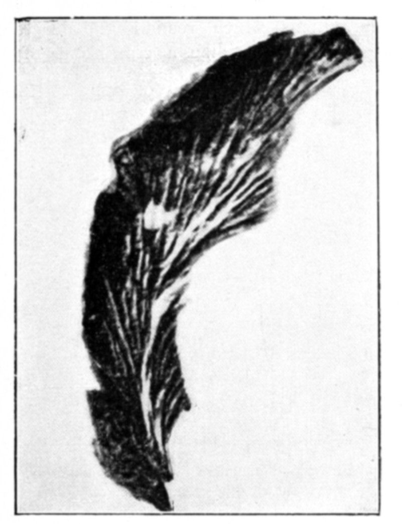 Fig. 57.