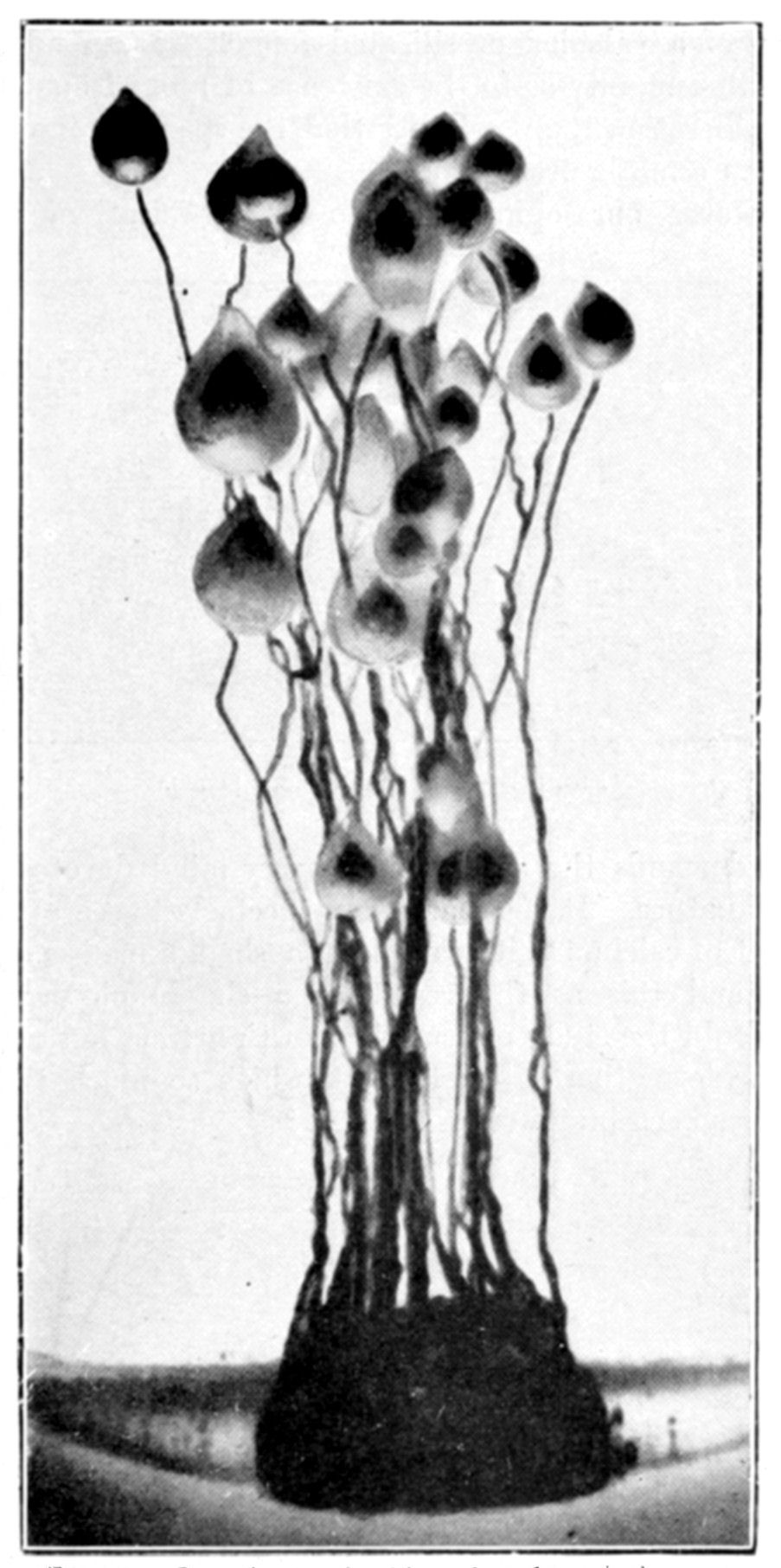 Fig. 59.