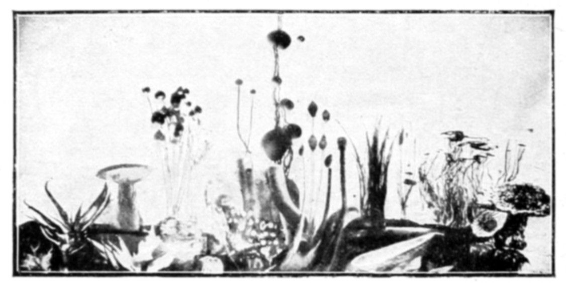 Fig. 60.