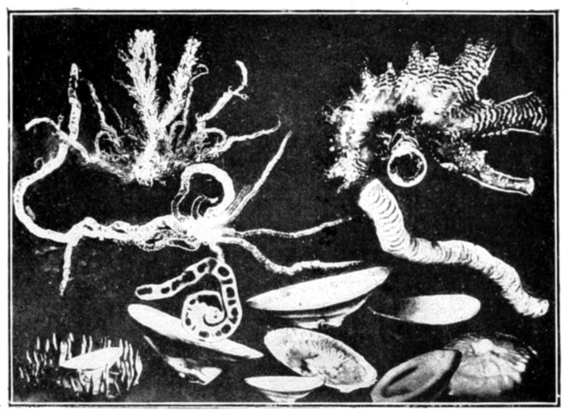 Fig. 64.