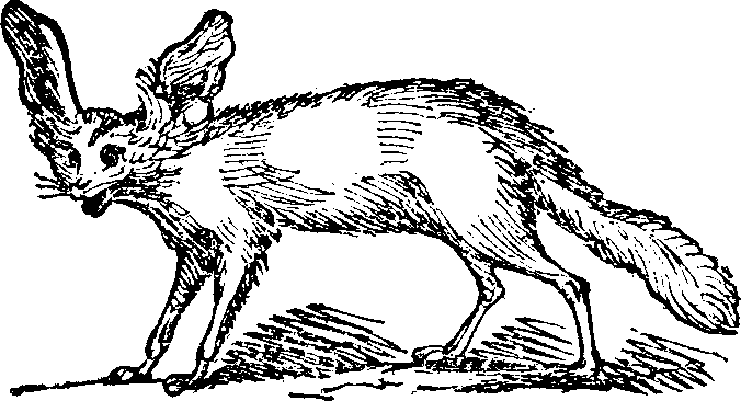 Fennecous Cerdo.