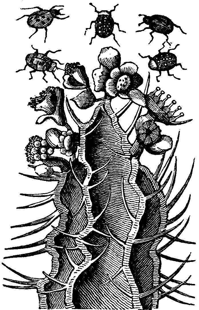 Cochineal insect and Plant.