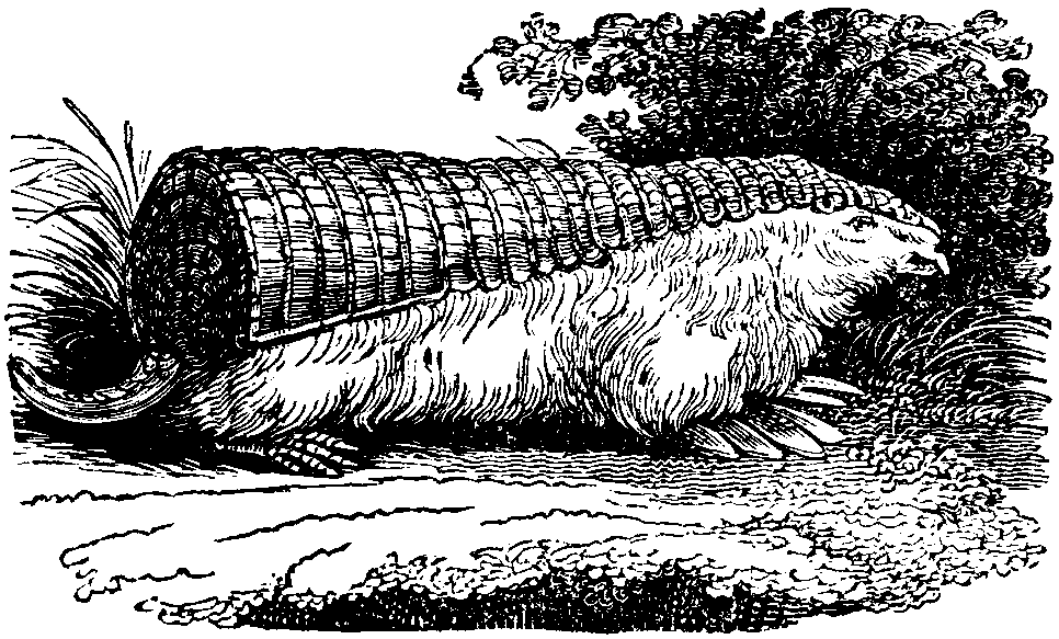 The Chlamyphorus.