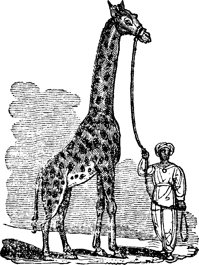 The Camelopard.