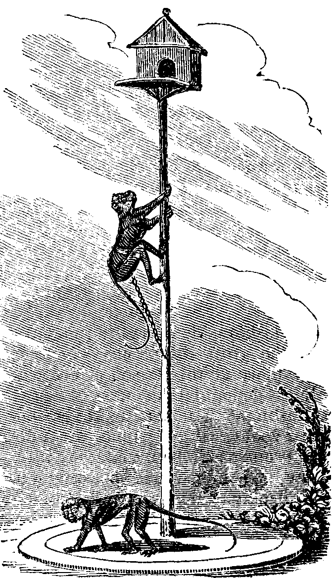 Houses on poles for Monkeys