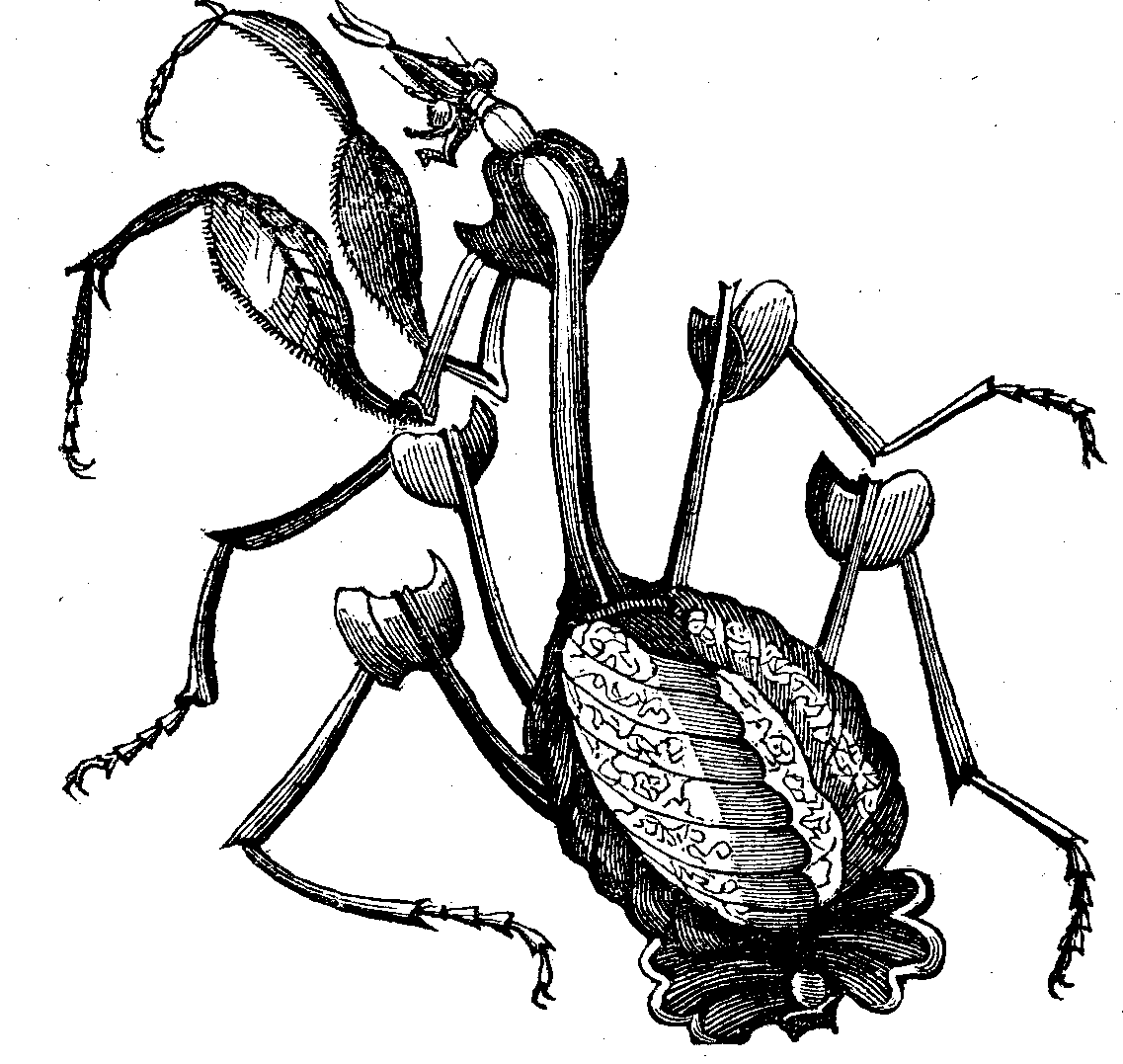 Mantis, or Walking Leaf