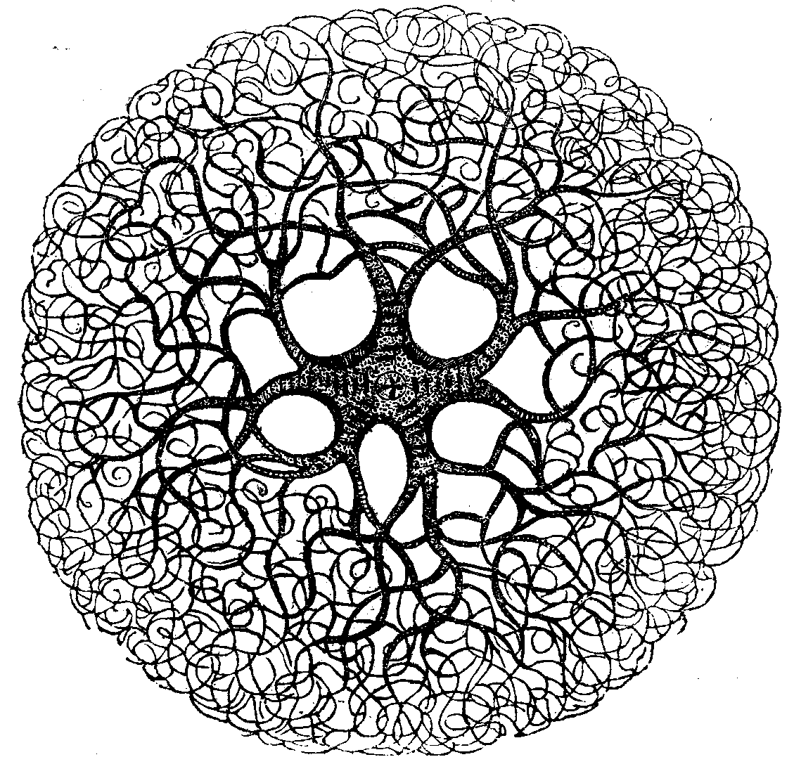 Branched Starfish