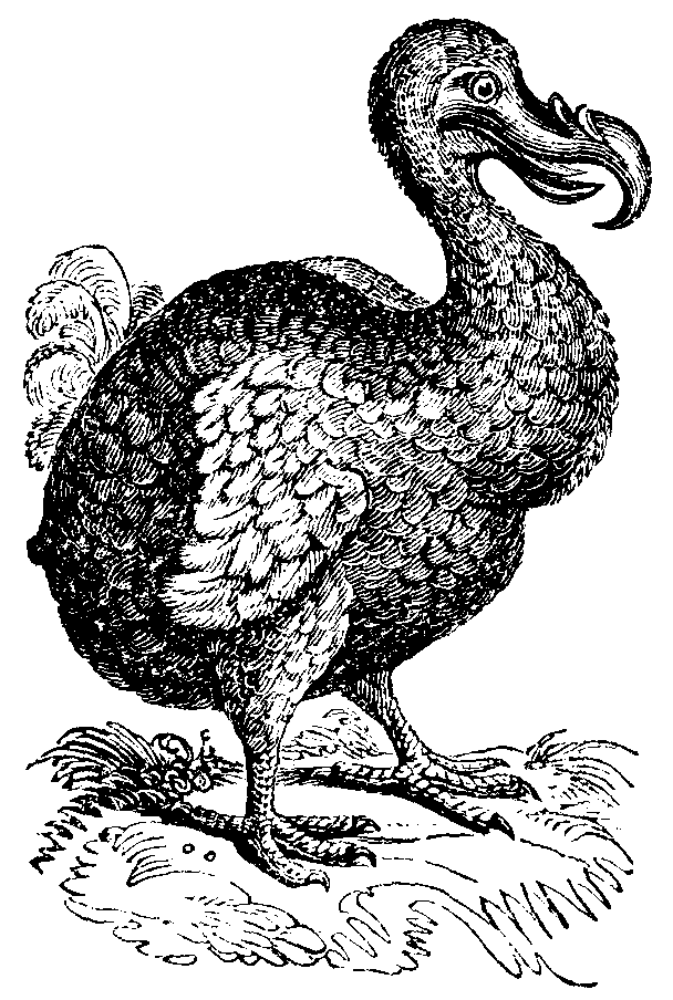 The Dodo.