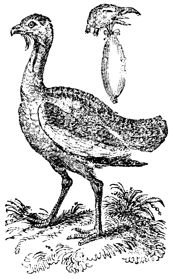 The Great Bustard.