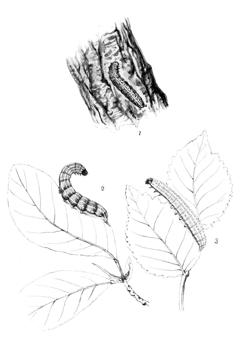 Plate 3