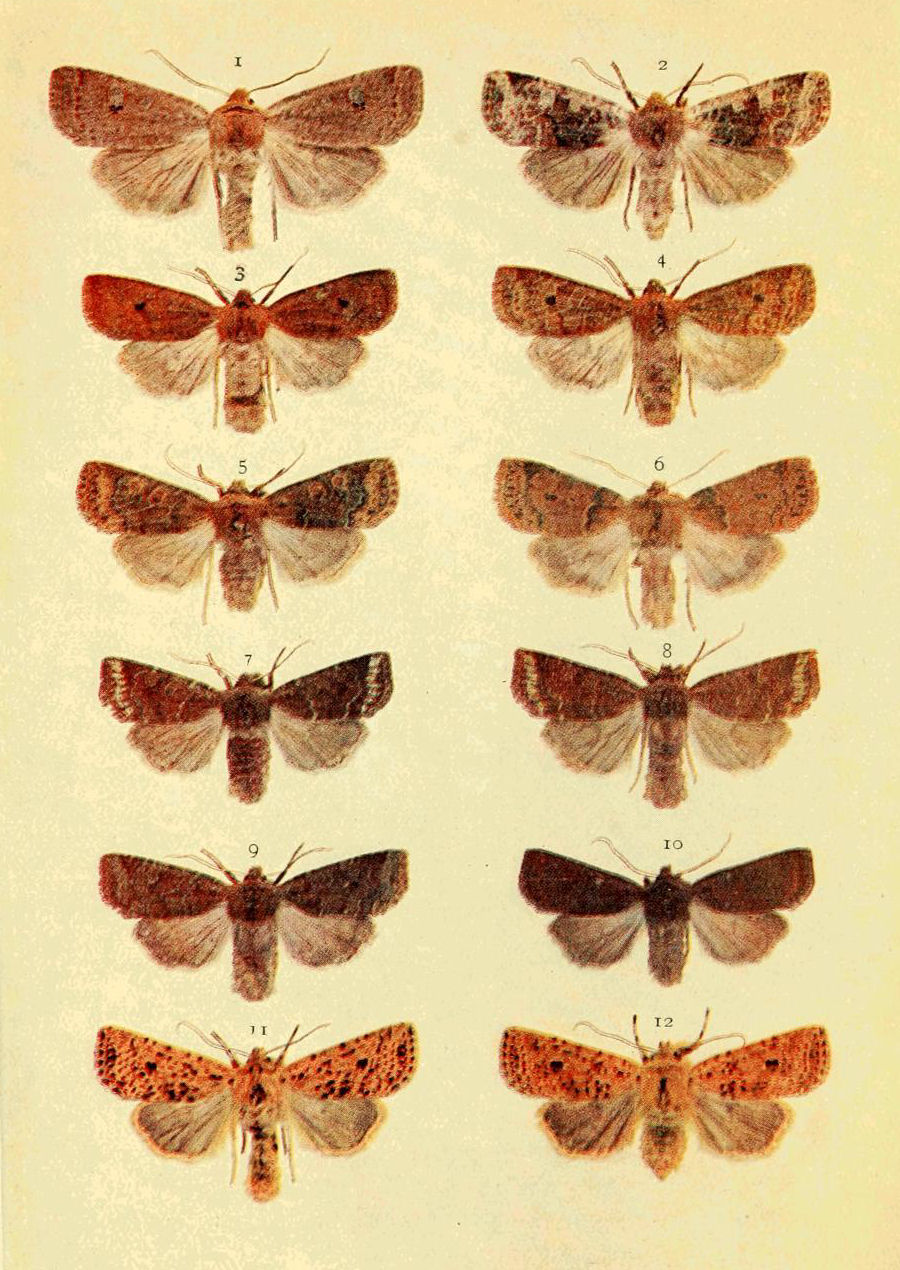 Plate 11