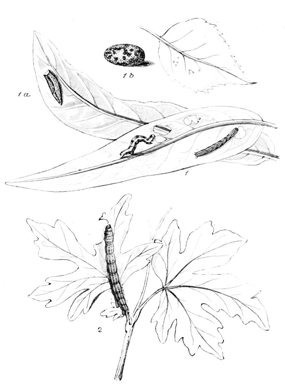 Plate 51