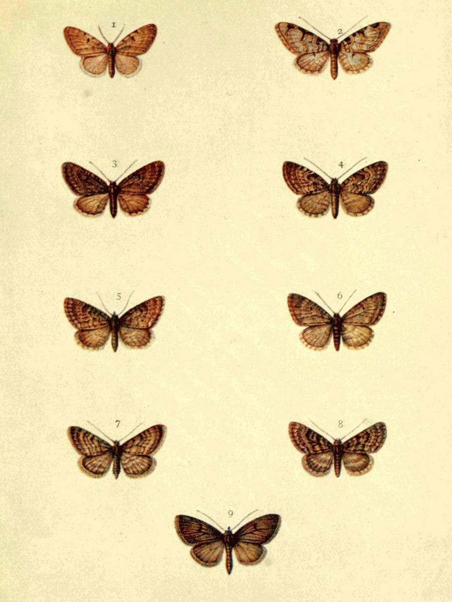 Plate 96