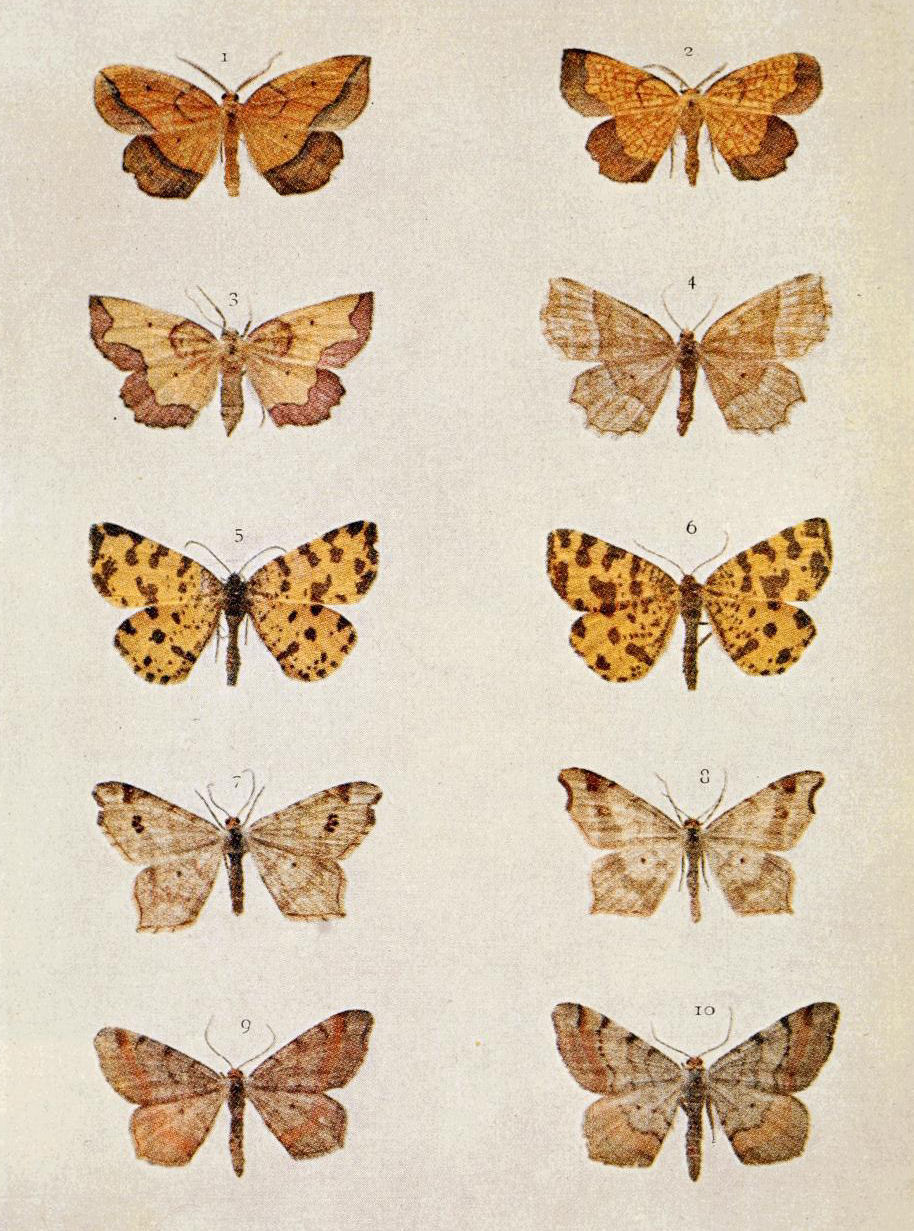 Plate 119