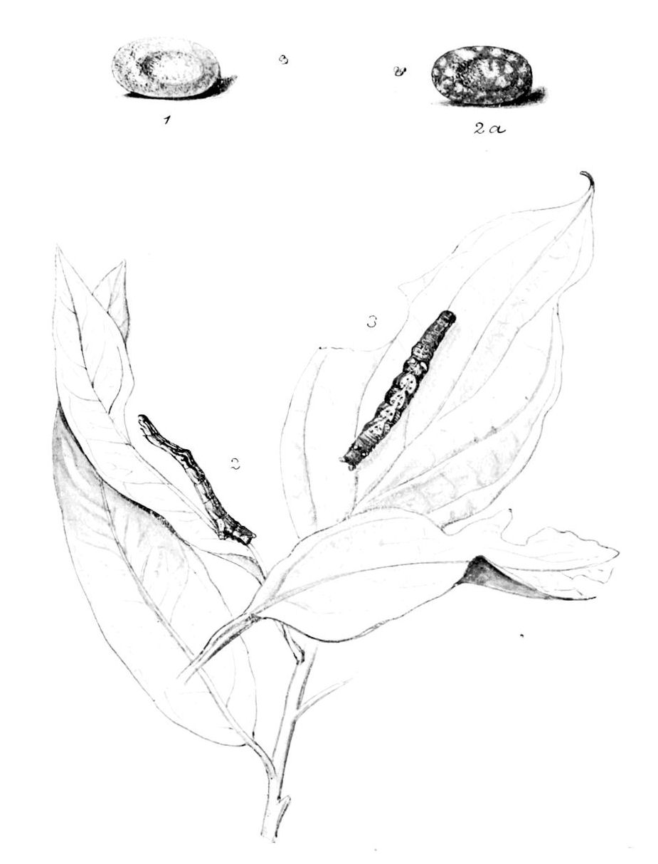 Plate 121