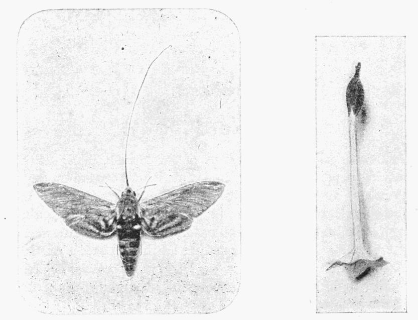 Fig. 1. Fig. 1.
