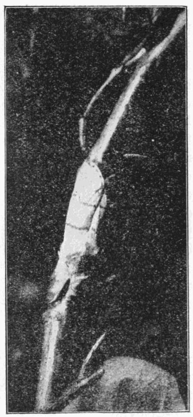 Fig. 6. Fig. 6.
