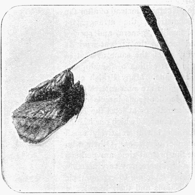 Fig. 7. Fig. 7.