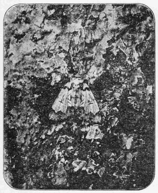 Fig. 8. Fig. 8.
