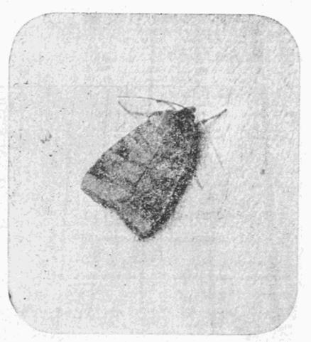 Fig. 10. Fig. 10.