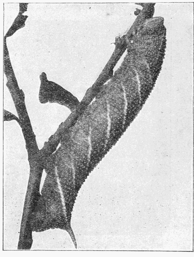 Fig. 14. Fig. 14.