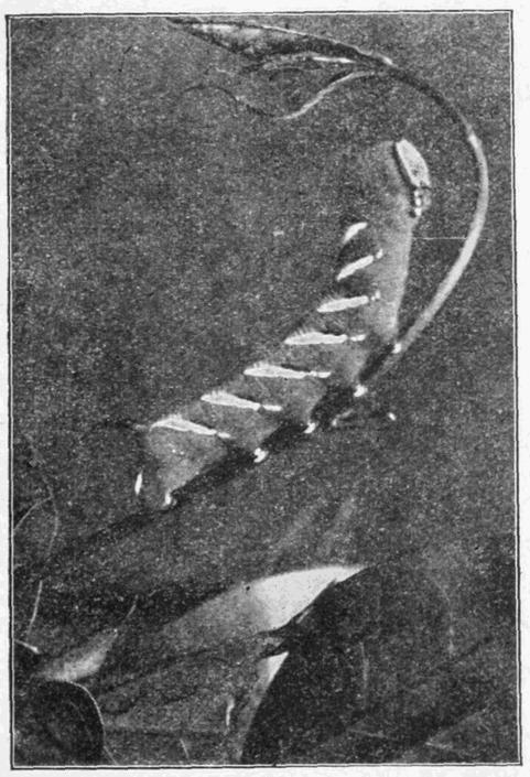 Fig. 15. Fig. 15.