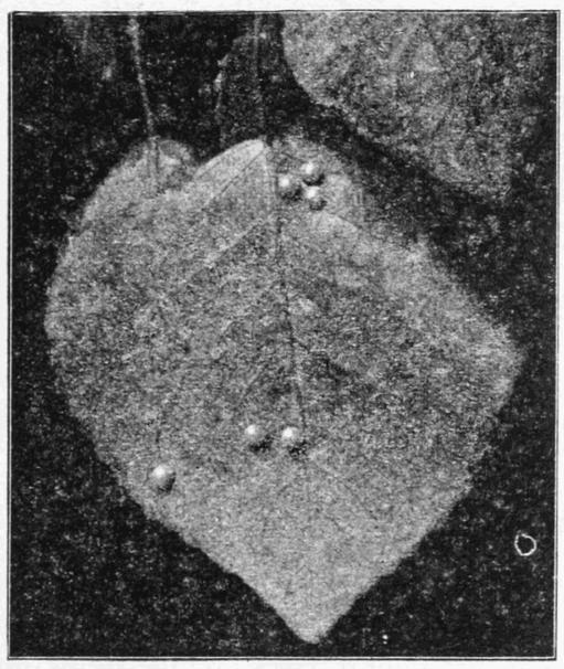 Fig. 17. Fig. 17.