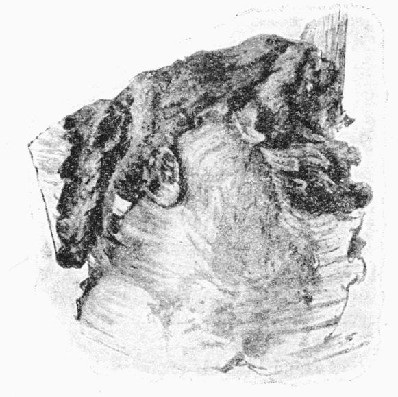 Fig. 19. Fig. 19.