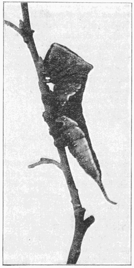 Fig. 20. Fig. 20.