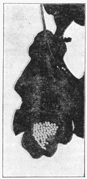 Fig. 21. Fig. 21.