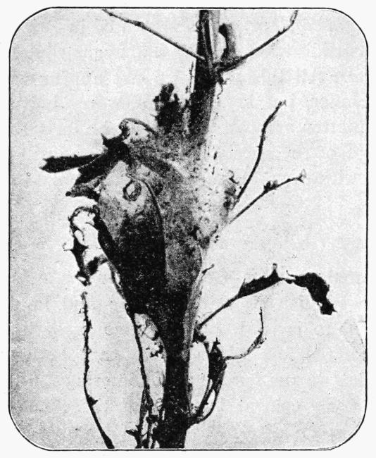 Fig. 22. Fig. 22.