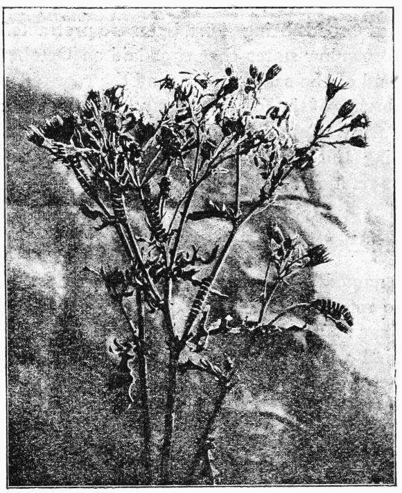 Fig. 24. Fig. 24.