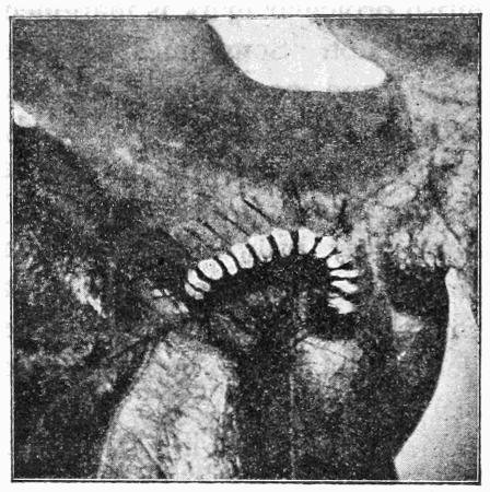 Fig. 26. Fig. 26.