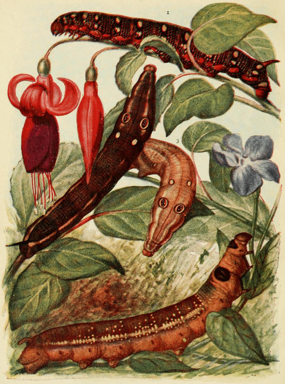 Plate 1 Plate 1