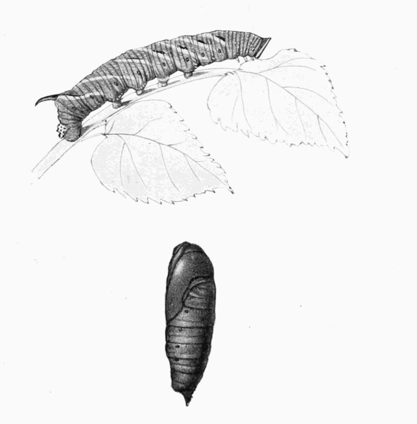 Plate 2 Plate 2