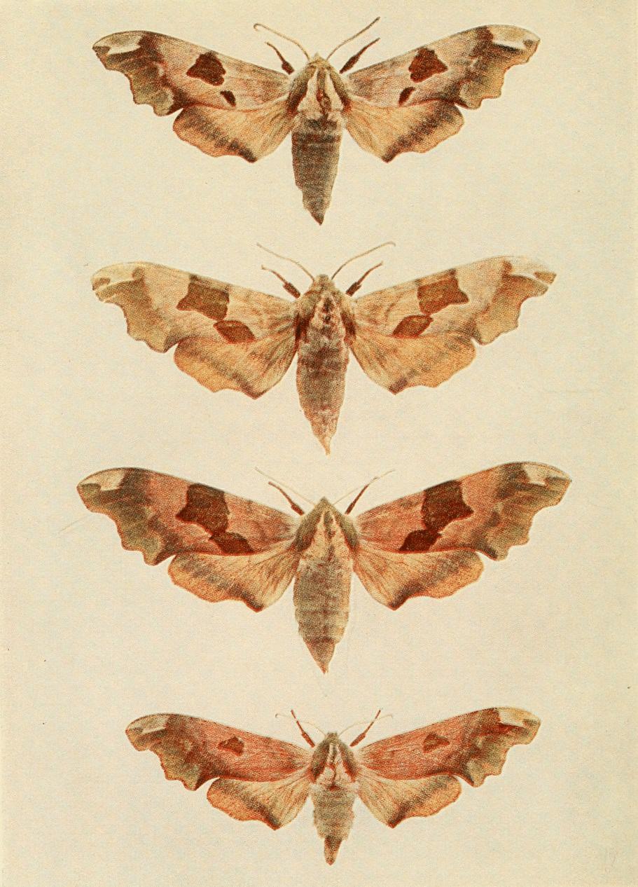 Plate 3 Plate 3