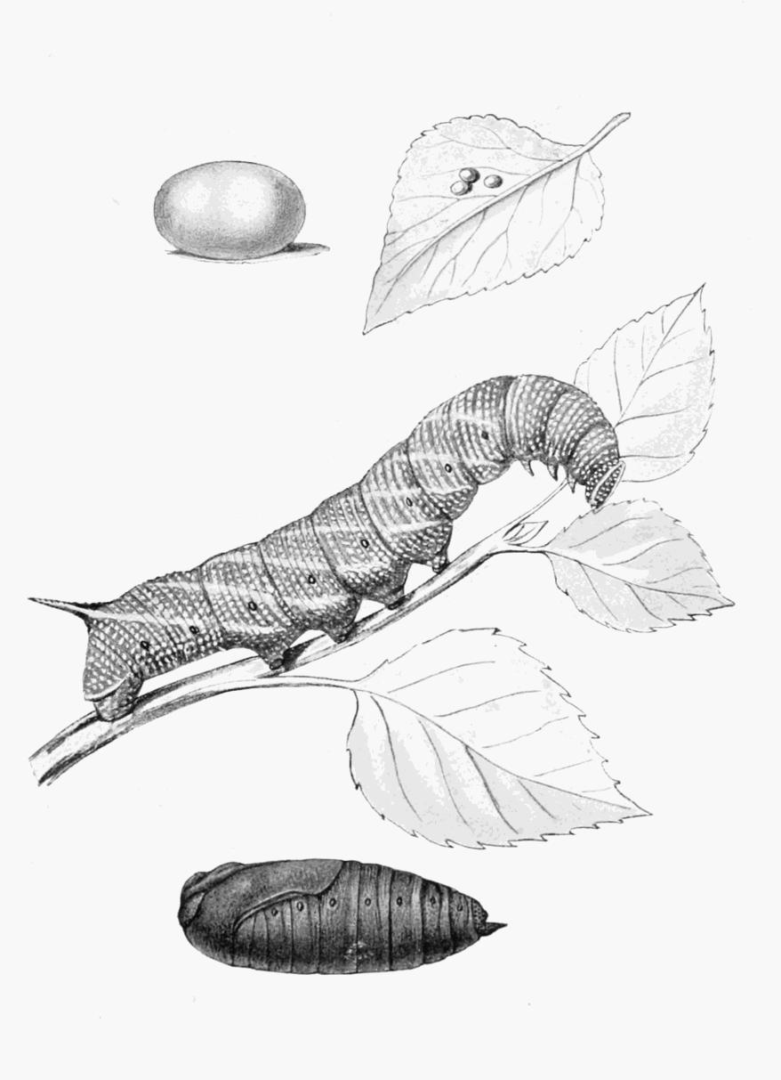 Plate 4 Plate 4
