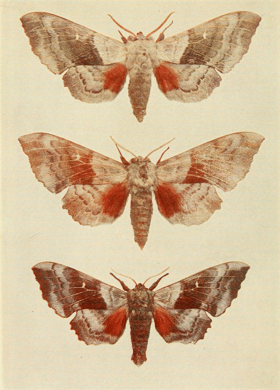 Plate 5 Plate 5