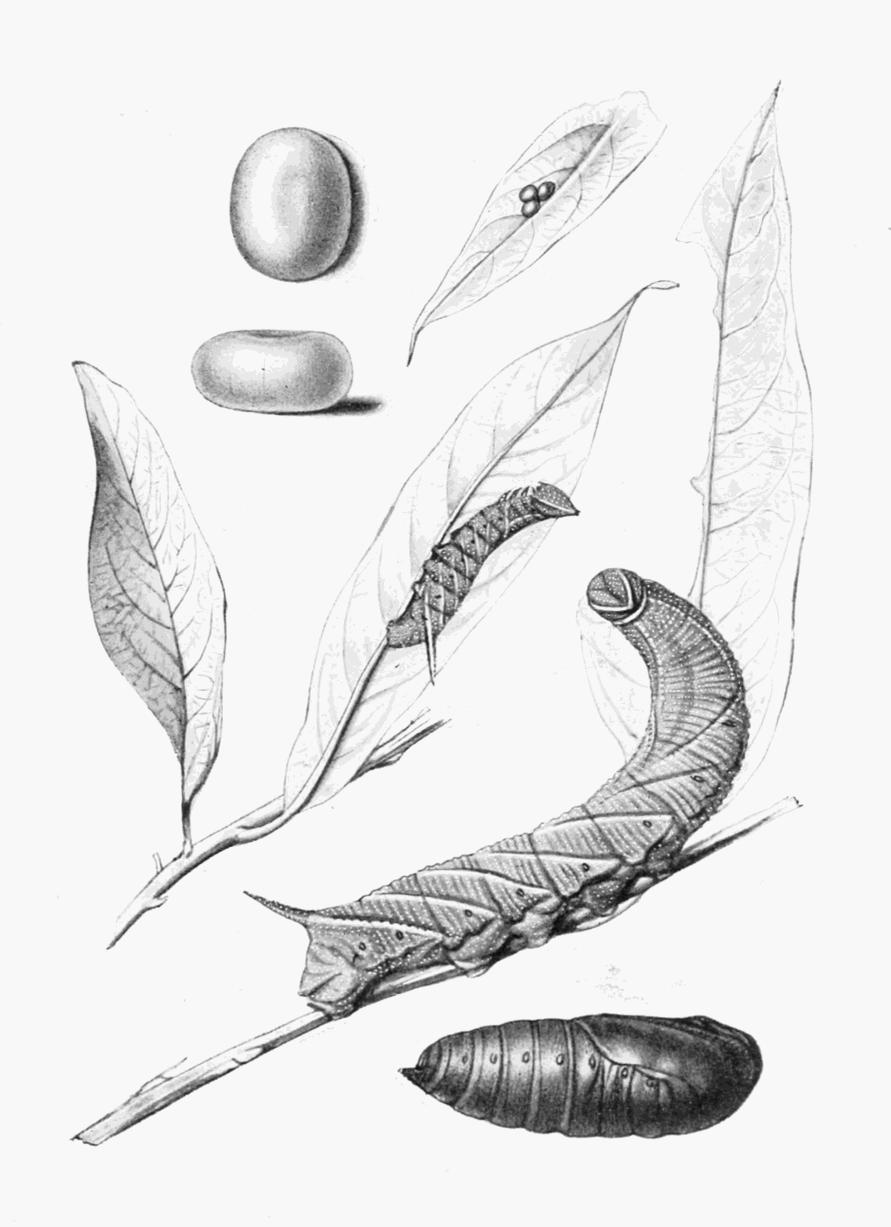 Plate 6 Plate 6