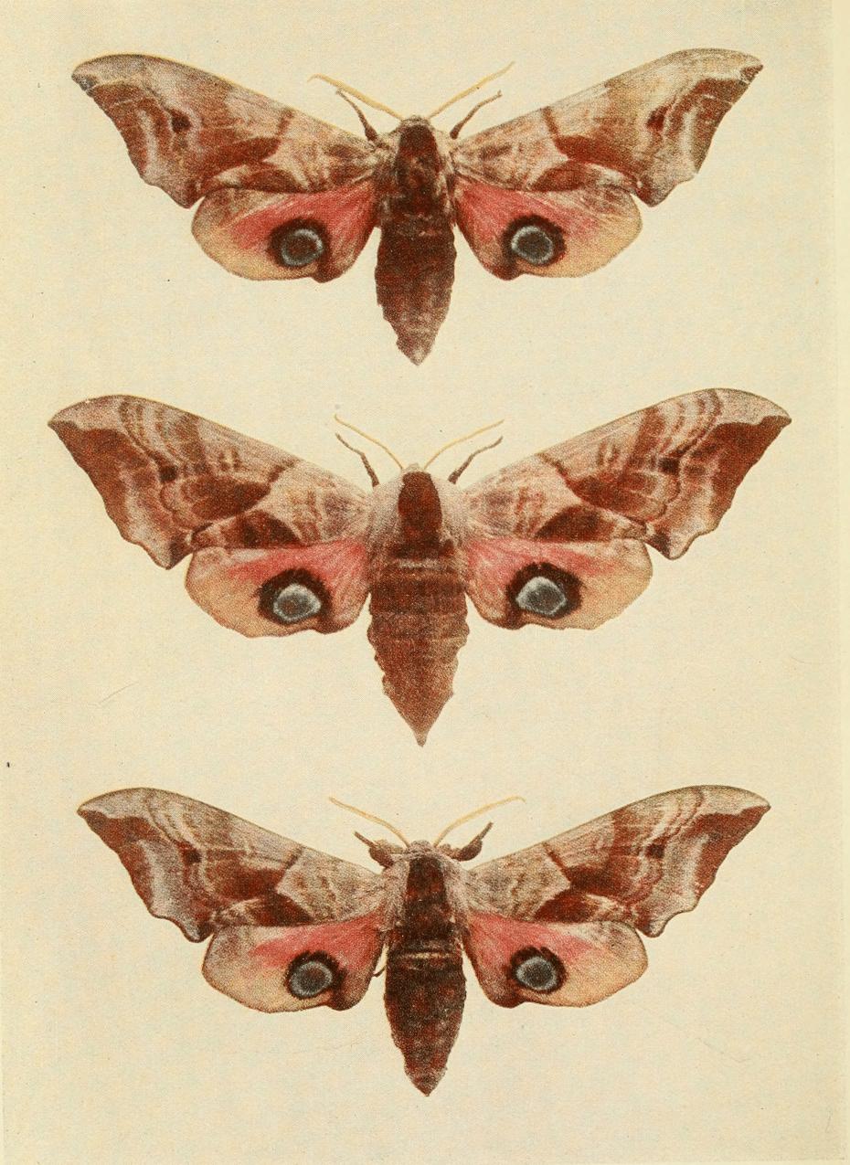 Plate 7 Plate 7