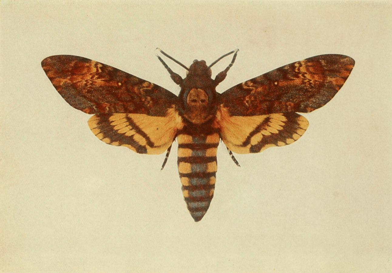 Plate 8 Plate 8