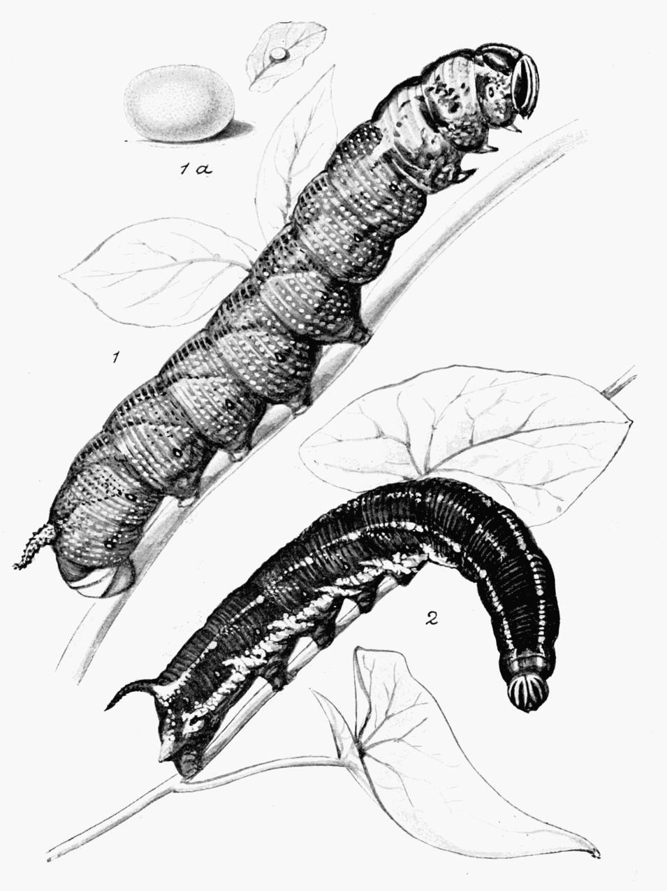 Plate 9 Plate 9