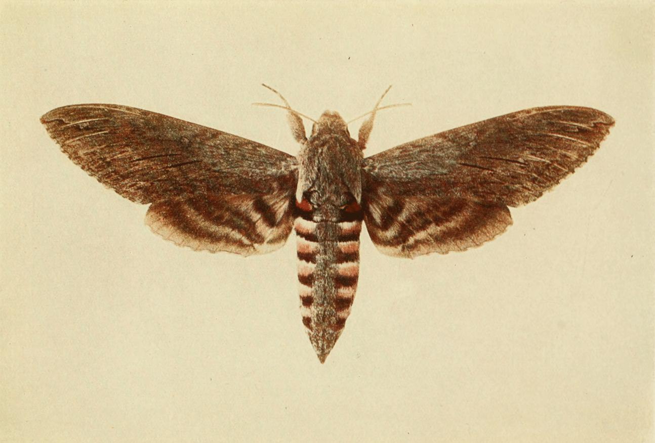 Plate 10 Plate 10