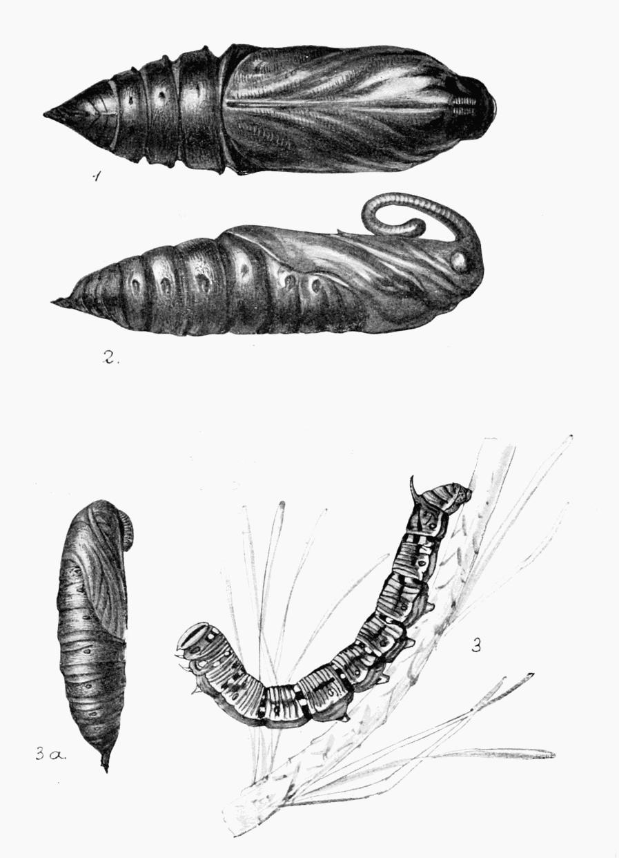 Plate 11 Plate 11