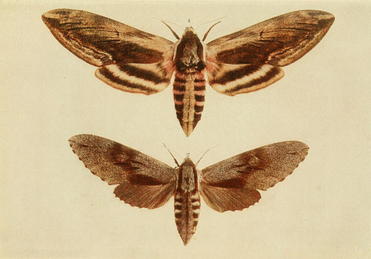 Plate 12 Plate 12