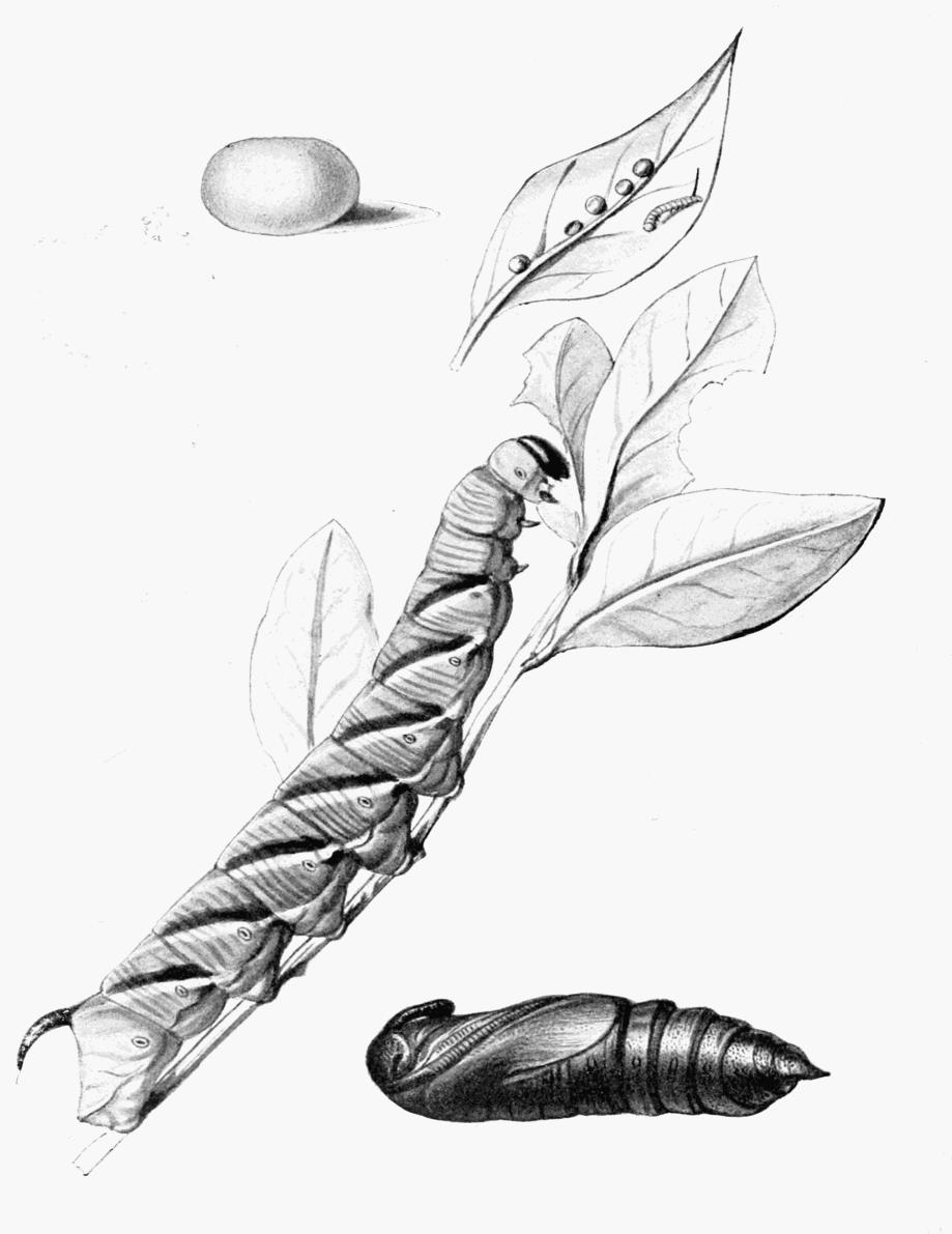 Plate 13 Plate 13
