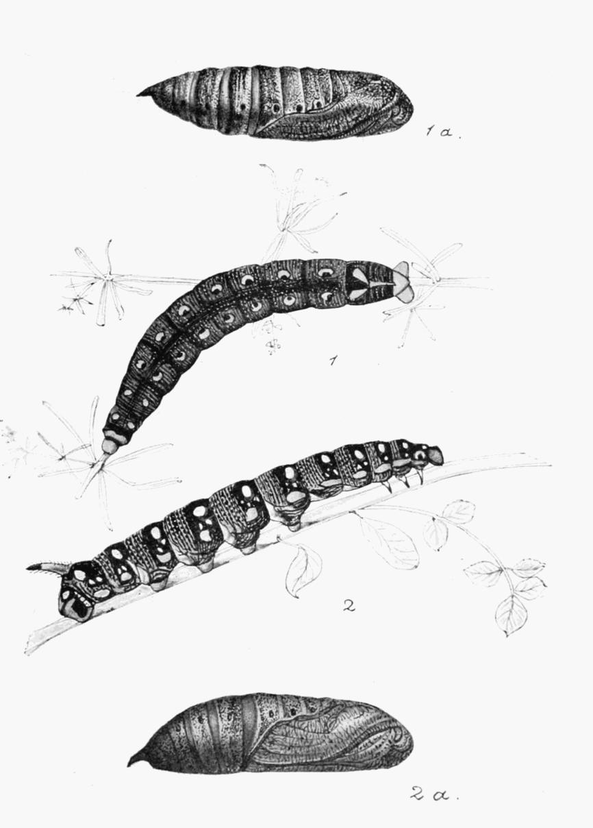 Plate 14 Plate 14