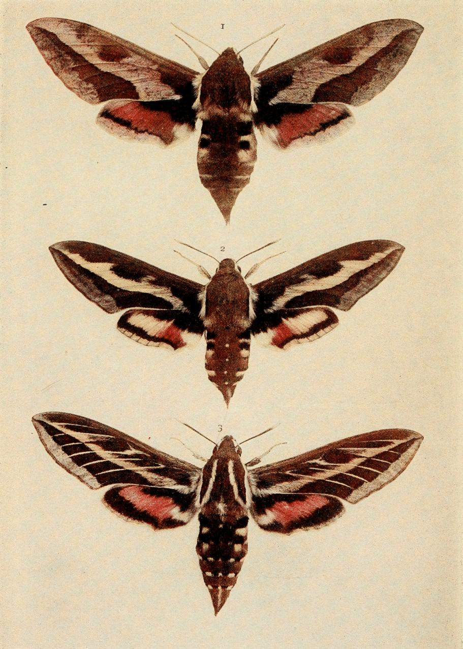 Plate 15 Plate 15